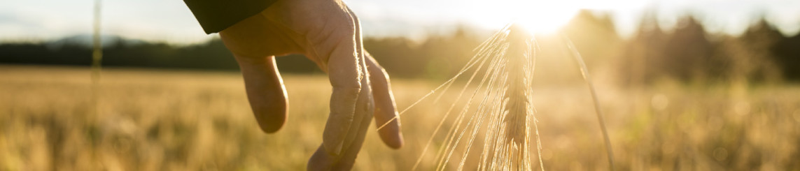 Guy in field touching a wheat plant